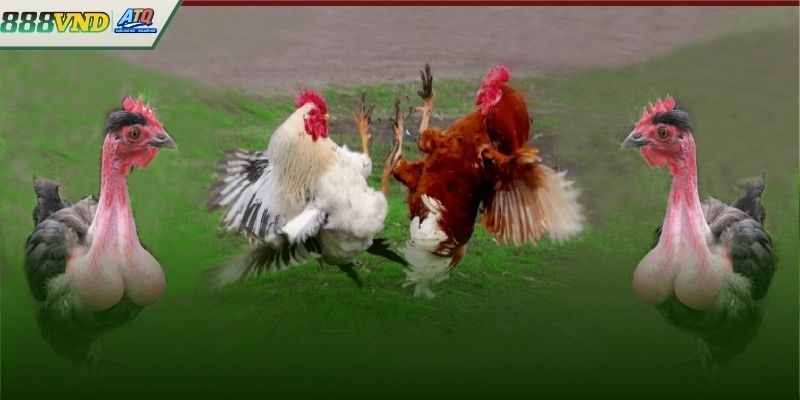 Khám phá ưu điểm vượt trội quyết định sức thu hút