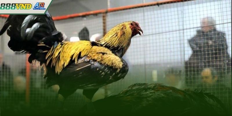 Khai thác cơ hội kiếm tiền khủng tại cửa BDD