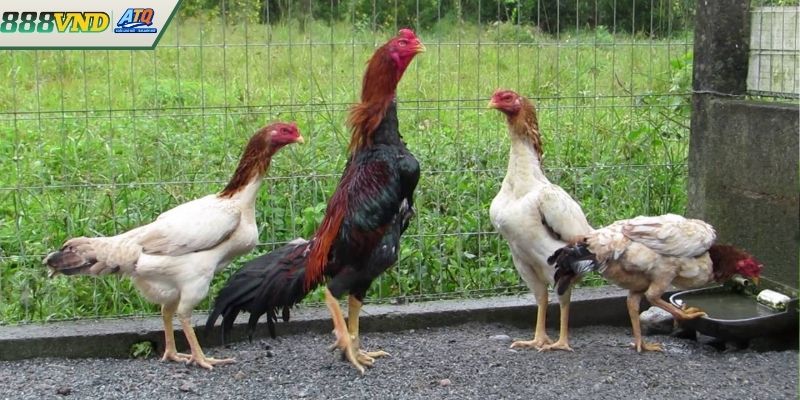 Cách xem livestream đá gà không mất phí