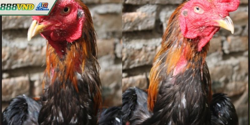 Chiến lược xem và cược đá gà trực tiếp an toàn