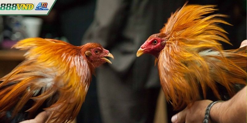 Vảy Gà Tốt Là Gì? Cách Nhận Biết Và Chọn Thần Kê